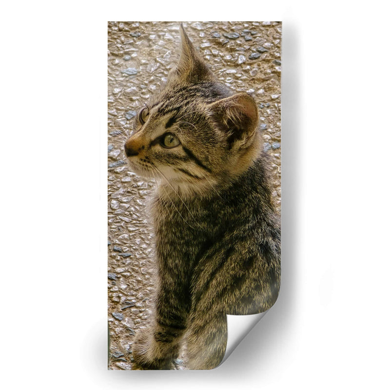 Kitty 01 - Gilbert2133  | Cuadro decorativo de Canvas Lab