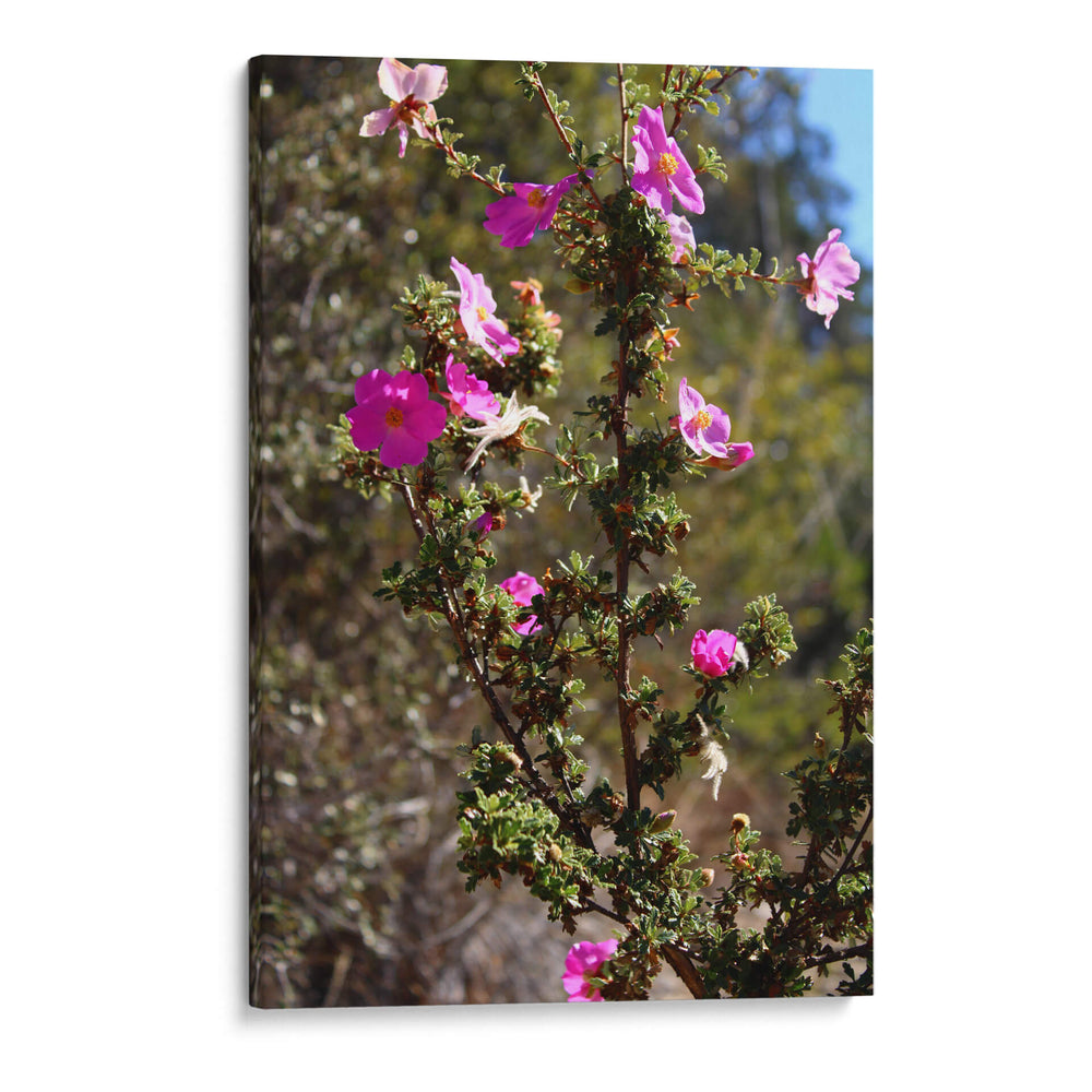 Flores Rosas - Donaldo Meda  | Cuadro decorativo de Canvas Lab