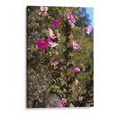 Flores Rosas - Donaldo Meda  | Cuadro decorativo de Canvas Lab