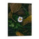 MARGARITA COMUN  - ALEJANDRE PHOTOGRAPHY | Cuadro decorativo de Canvas Lab