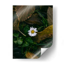 MARGARITA COMUN  - ALEJANDRE PHOTOGRAPHY | Cuadro decorativo de Canvas Lab