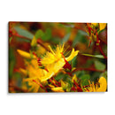 Estallar de primavera - Alan050 | Cuadro decorativo de Canvas Lab