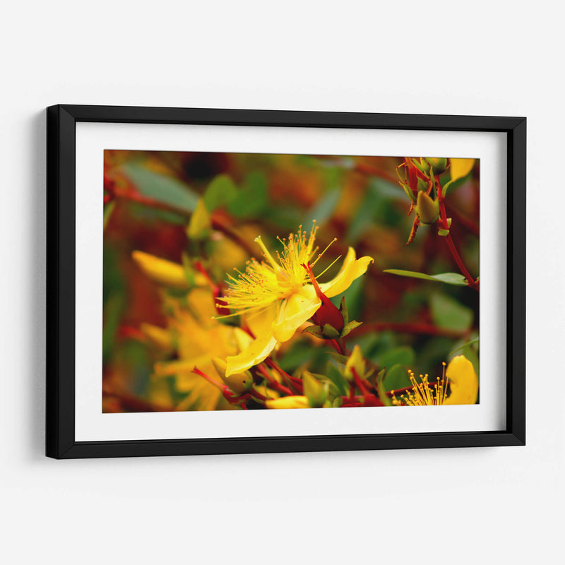 Estallar de primavera - Alan050 | Cuadro decorativo de Canvas Lab