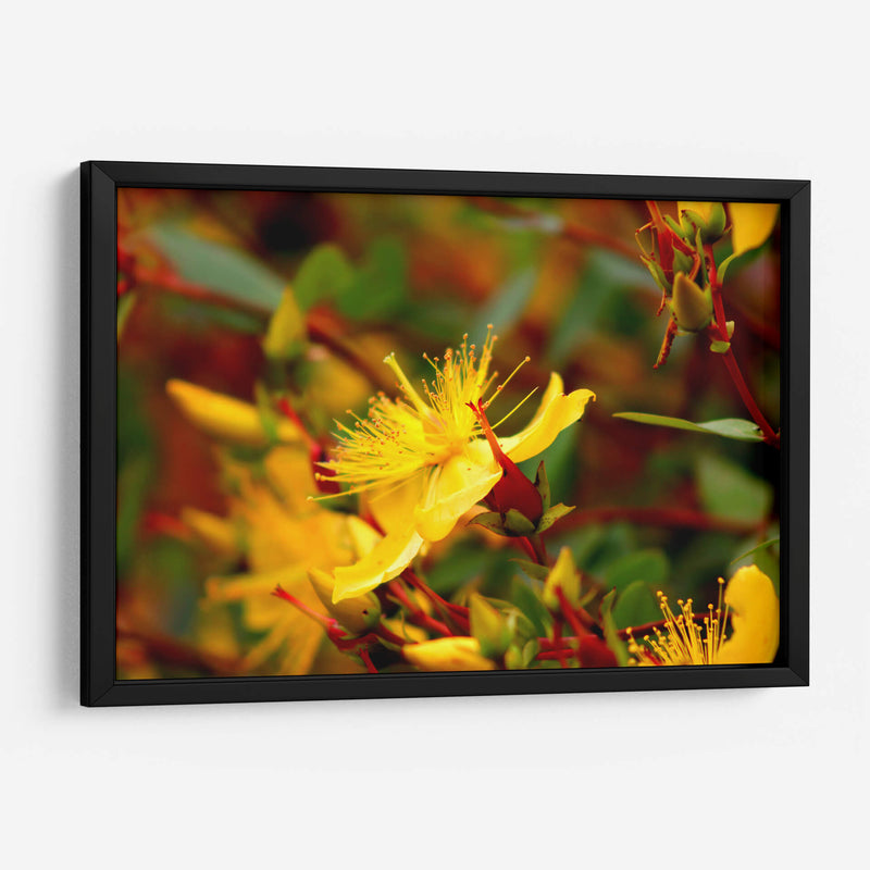 Estallar de primavera - Alan050 | Cuadro decorativo de Canvas Lab