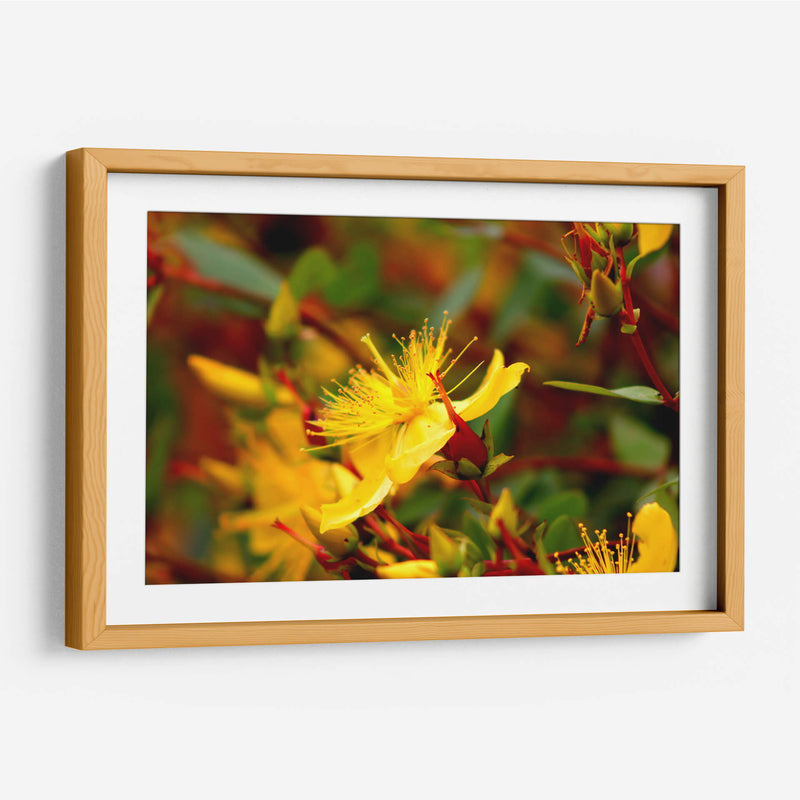 Estallar de primavera - Alan050 | Cuadro decorativo de Canvas Lab