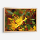 Estallar de primavera - Alan050 | Cuadro decorativo de Canvas Lab