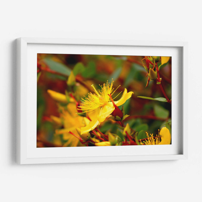 Estallar de primavera - Alan050 | Cuadro decorativo de Canvas Lab