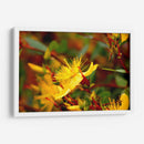 Estallar de primavera - Alan050 | Cuadro decorativo de Canvas Lab