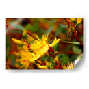 Estallar de primavera - Alan050 | Cuadro decorativo de Canvas Lab