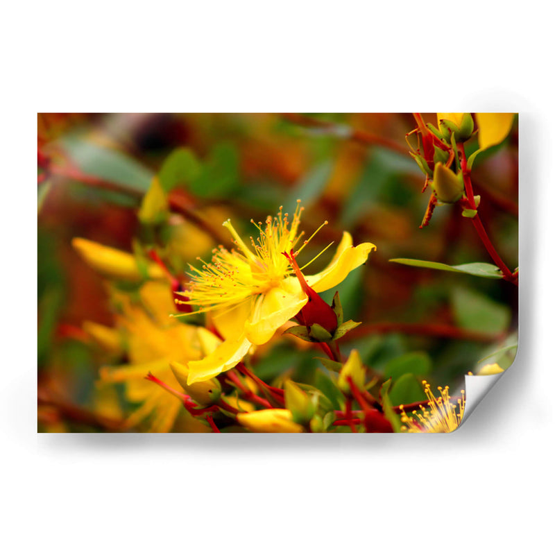 Estallar de primavera - Alan050 | Cuadro decorativo de Canvas Lab