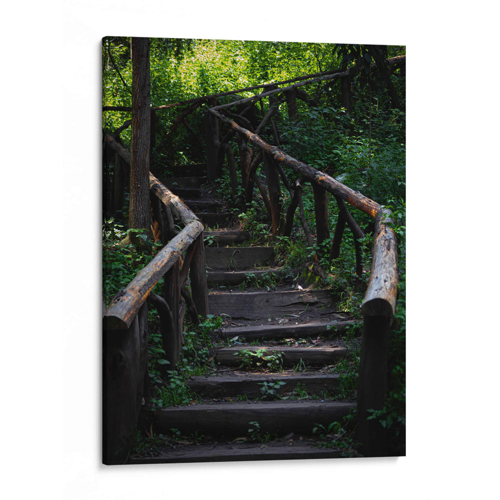 Caminos en el bosque - Alan050 | Cuadro decorativo de Canvas Lab