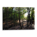 La luz del bosque - Alan050 | Cuadro decorativo de Canvas Lab