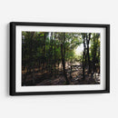 La luz del bosque - Alan050 | Cuadro decorativo de Canvas Lab