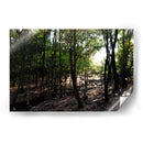 La luz del bosque - Alan050 | Cuadro decorativo de Canvas Lab