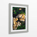 Setas salvajes - Alan050 | Cuadro decorativo de Canvas Lab