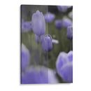 Tulipán - Karina Álvarez | Cuadro decorativo de Canvas Lab