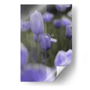 Tulipán - Karina Álvarez | Cuadro decorativo de Canvas Lab