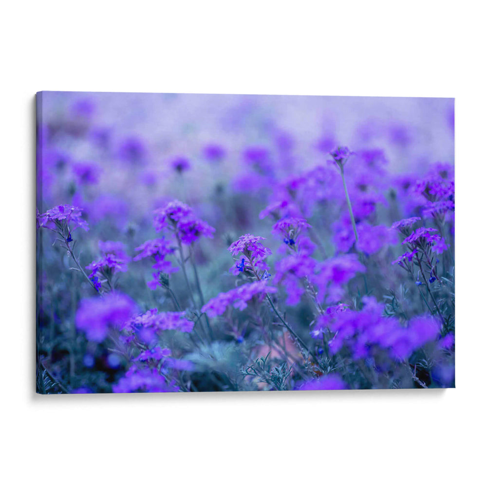 Morado - Karina Álvarez | Cuadro decorativo de Canvas Lab
