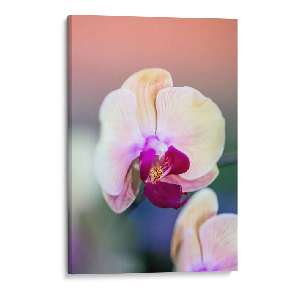 Orquídea - Karina Álvarez | Cuadro decorativo de Canvas Lab