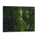 HONGO EN EL BOSQUE  - ALEJANDRE PHOTOGRAPHY | Cuadro decorativo de Canvas Lab