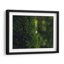 HONGO EN EL BOSQUE  - ALEJANDRE PHOTOGRAPHY | Cuadro decorativo de Canvas Lab