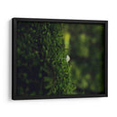 HONGO EN EL BOSQUE  - ALEJANDRE PHOTOGRAPHY | Cuadro decorativo de Canvas Lab