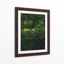 HONGO EN EL BOSQUE  - ALEJANDRE PHOTOGRAPHY | Cuadro decorativo de Canvas Lab