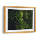 HONGO EN EL BOSQUE  - ALEJANDRE PHOTOGRAPHY | Cuadro decorativo de Canvas Lab