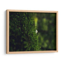 HONGO EN EL BOSQUE  - ALEJANDRE PHOTOGRAPHY | Cuadro decorativo de Canvas Lab