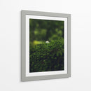 HONGO EN EL BOSQUE  - ALEJANDRE PHOTOGRAPHY | Cuadro decorativo de Canvas Lab
