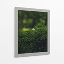 HONGO EN EL BOSQUE  - ALEJANDRE PHOTOGRAPHY | Cuadro decorativo de Canvas Lab