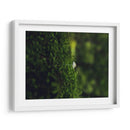 HONGO EN EL BOSQUE  - ALEJANDRE PHOTOGRAPHY | Cuadro decorativo de Canvas Lab