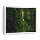 HONGO EN EL BOSQUE  - ALEJANDRE PHOTOGRAPHY | Cuadro decorativo de Canvas Lab