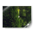 HONGO EN EL BOSQUE  - ALEJANDRE PHOTOGRAPHY | Cuadro decorativo de Canvas Lab