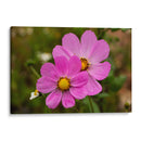 FLORES SILVESTRES  - ALEJANDRE PHOTOGRAPHY | Cuadro decorativo de Canvas Lab