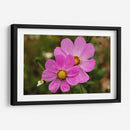 FLORES SILVESTRES  - ALEJANDRE PHOTOGRAPHY | Cuadro decorativo de Canvas Lab