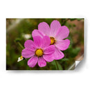 FLORES SILVESTRES  - ALEJANDRE PHOTOGRAPHY | Cuadro decorativo de Canvas Lab