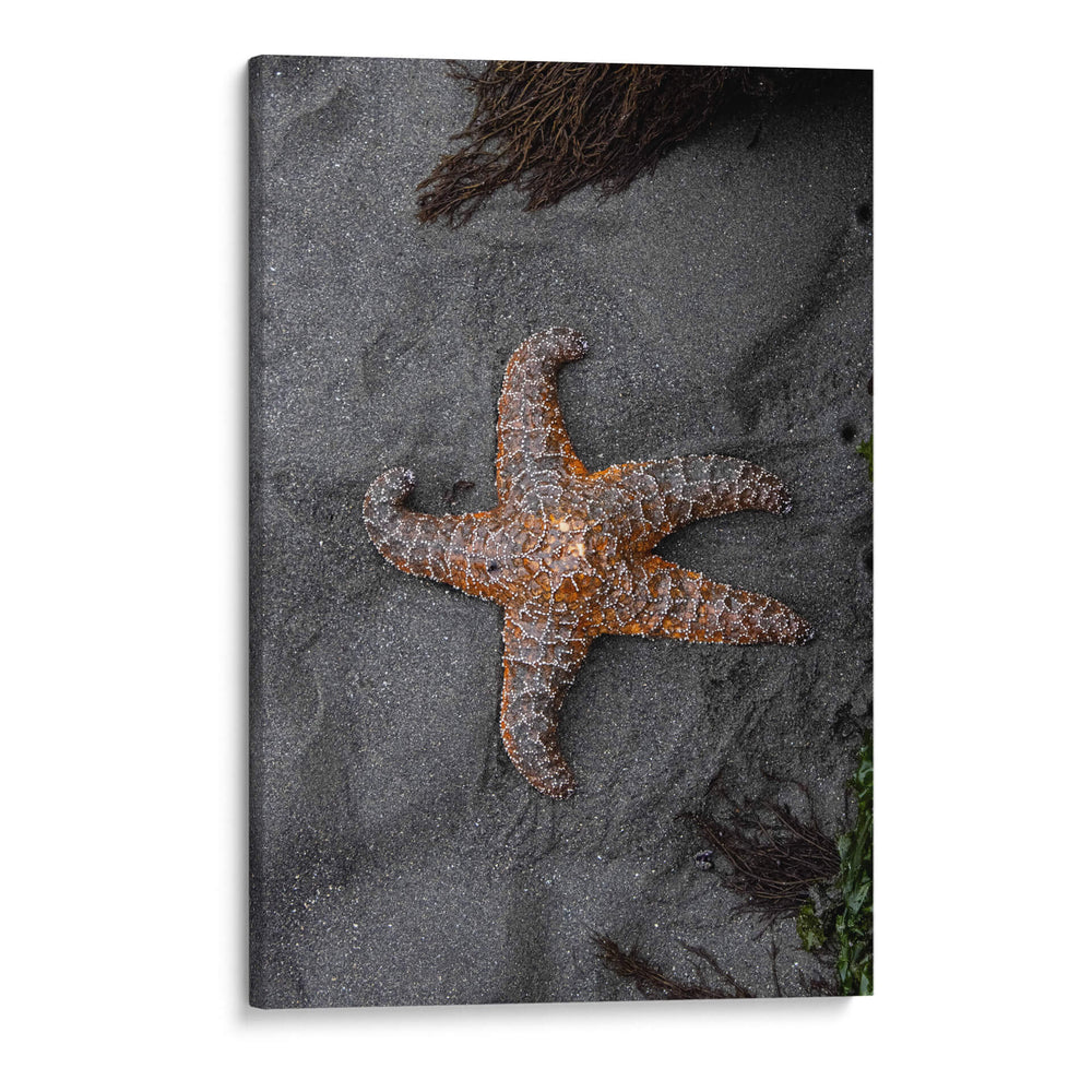 ESTRELLA DE MAR  - ALEJANDRE PHOTOGRAPHY | Cuadro decorativo de Canvas Lab