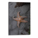 ESTRELLA DE MAR  - ALEJANDRE PHOTOGRAPHY | Cuadro decorativo de Canvas Lab