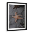 ESTRELLA DE MAR  - ALEJANDRE PHOTOGRAPHY | Cuadro decorativo de Canvas Lab
