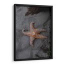 ESTRELLA DE MAR  - ALEJANDRE PHOTOGRAPHY | Cuadro decorativo de Canvas Lab