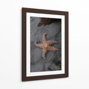ESTRELLA DE MAR  - ALEJANDRE PHOTOGRAPHY | Cuadro decorativo de Canvas Lab