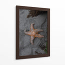 ESTRELLA DE MAR  - ALEJANDRE PHOTOGRAPHY | Cuadro decorativo de Canvas Lab