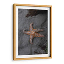 ESTRELLA DE MAR  - ALEJANDRE PHOTOGRAPHY | Cuadro decorativo de Canvas Lab