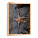 ESTRELLA DE MAR  - ALEJANDRE PHOTOGRAPHY | Cuadro decorativo de Canvas Lab
