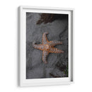 ESTRELLA DE MAR  - ALEJANDRE PHOTOGRAPHY | Cuadro decorativo de Canvas Lab