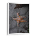 ESTRELLA DE MAR  - ALEJANDRE PHOTOGRAPHY | Cuadro decorativo de Canvas Lab