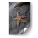 ESTRELLA DE MAR  - ALEJANDRE PHOTOGRAPHY | Cuadro decorativo de Canvas Lab