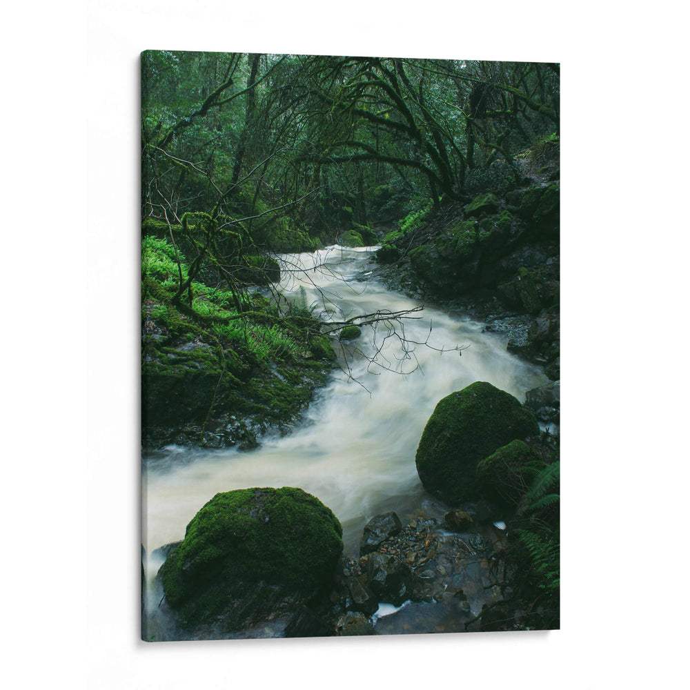 RIO EN EL BOSQUE  - ALEJANDRE PHOTOGRAPHY | Cuadro decorativo de Canvas Lab