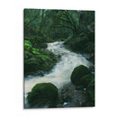 RIO EN EL BOSQUE  - ALEJANDRE PHOTOGRAPHY | Cuadro decorativo de Canvas Lab